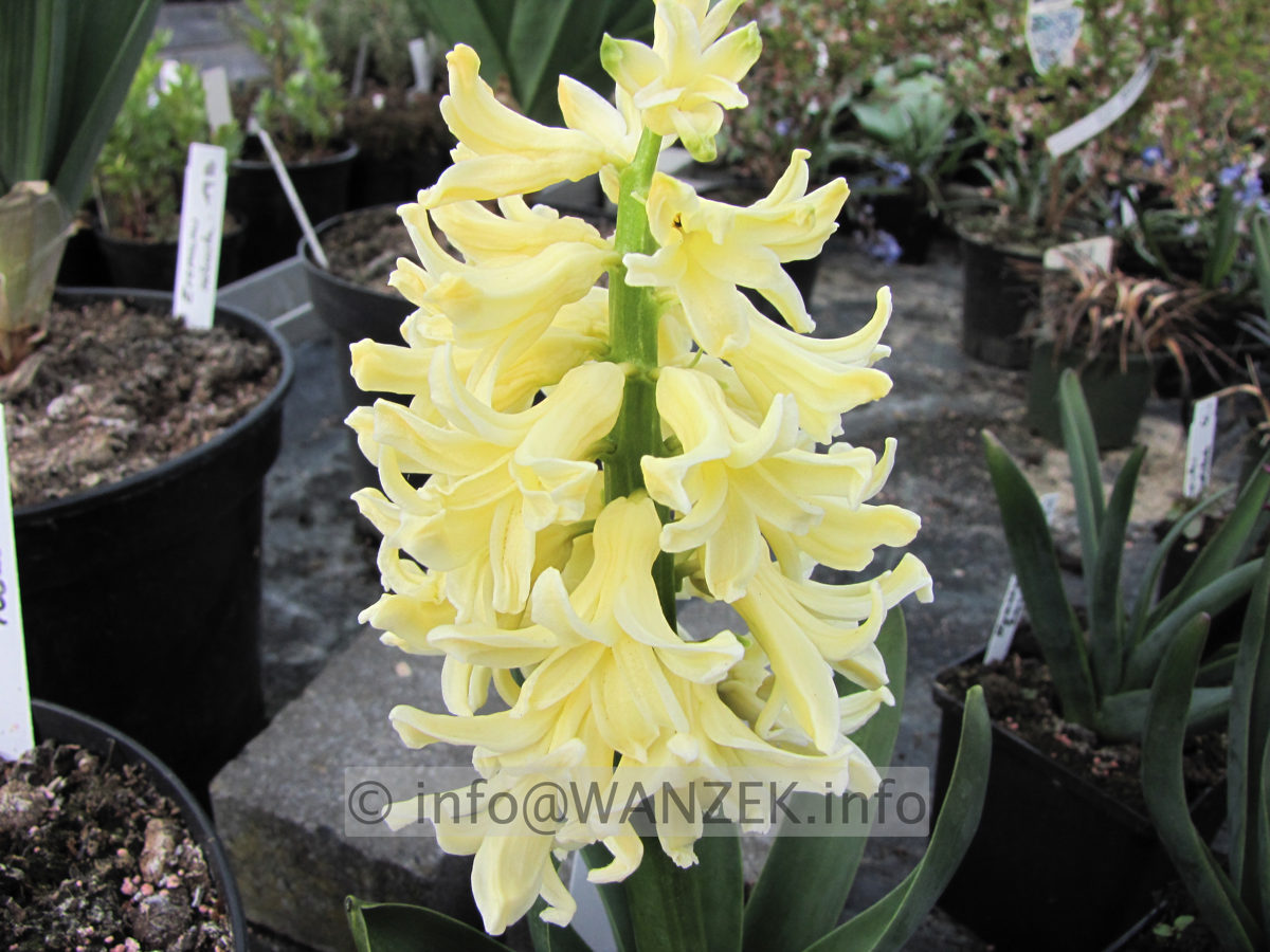 Hyazinthus gelb2.JPG